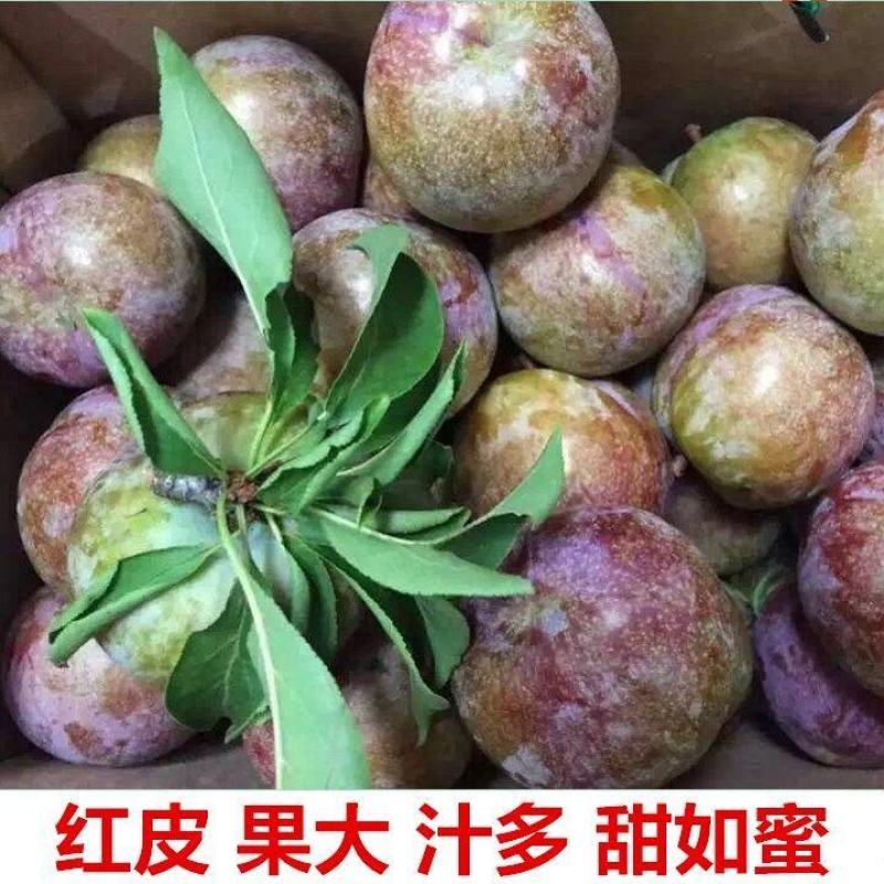 翁源三华李