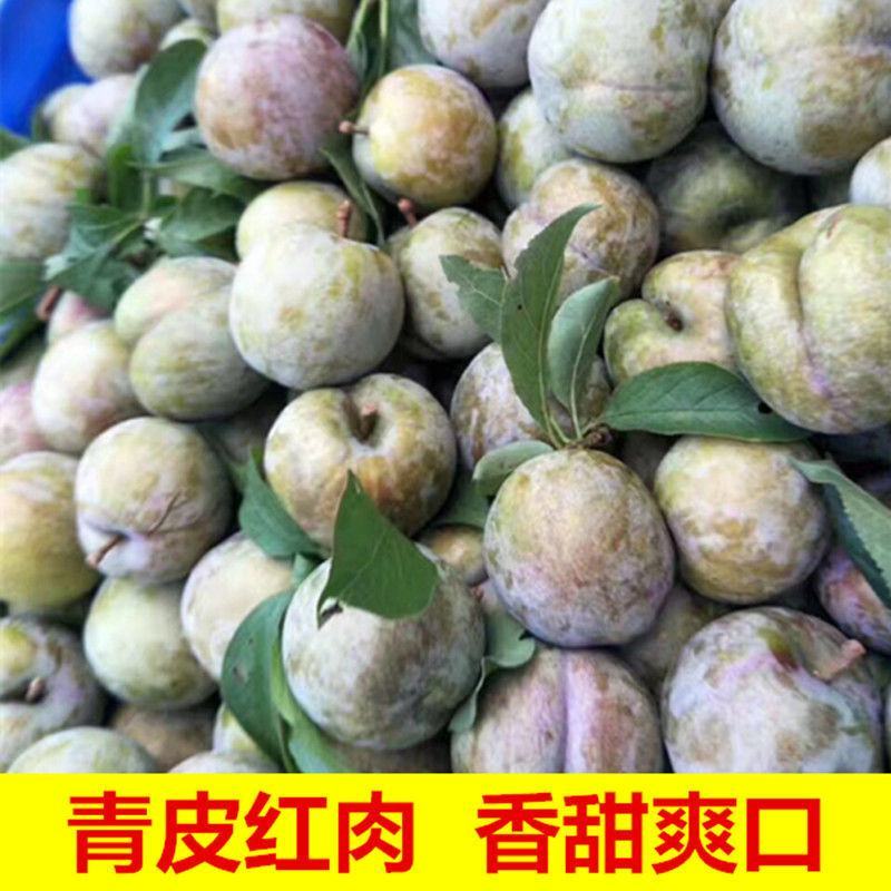 翁源三华李