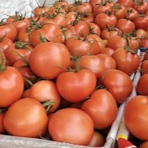 精品石头番茄量大从优可持续合作欢迎老板咨询采购