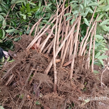 山荔枝苗荔枝直生苗荔枝占地苗营养种植的品种
