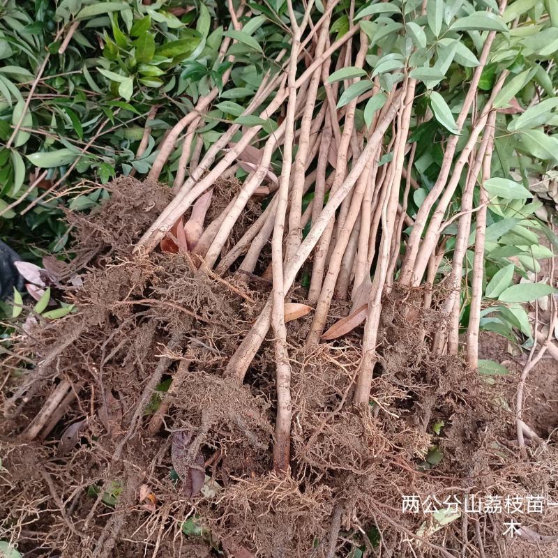 山荔枝苗荔枝直生苗荔枝占地苗营养种植的品种