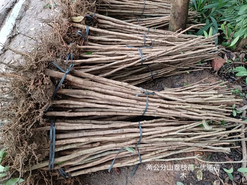 山荔枝苗荔枝直生苗荔枝占地苗营养种植的品种