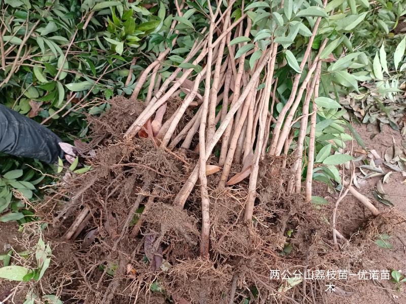 山荔枝苗荔枝直生苗荔枝占地苗营养种植的品种