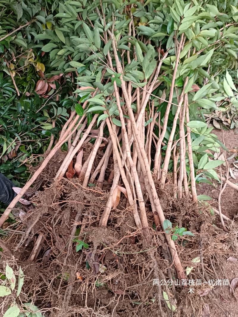 山荔枝苗荔枝直生苗荔枝占地苗营养种植的品种