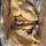 金钱肚巴西金钱半成品九成一单五吨位起兄弟帅哥牛肚打骨折了