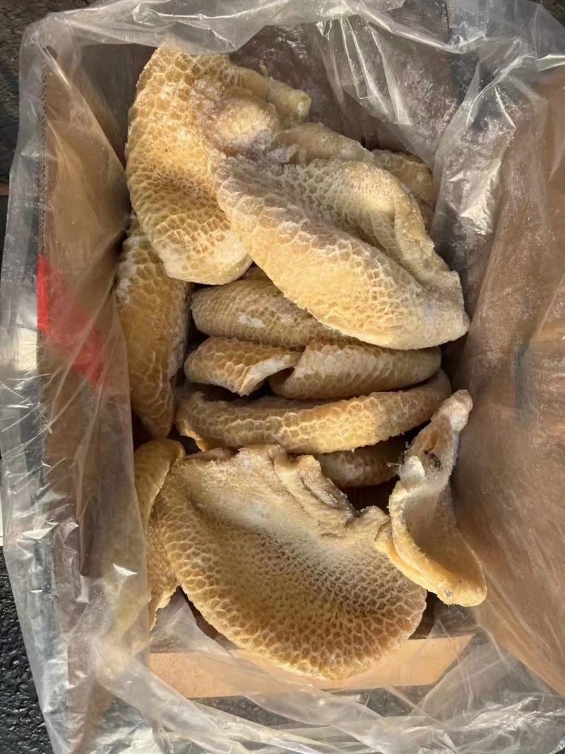 金钱肚巴西金钱半成品九成一单五吨位起兄弟帅哥牛肚打骨折了