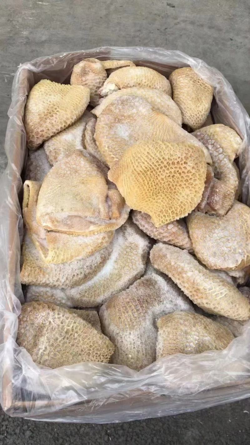金钱肚巴西金钱半成品九成一单五吨位起兄弟帅哥牛肚打骨折了