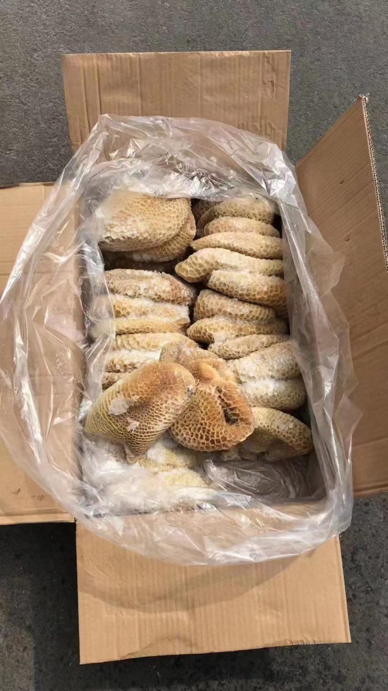 金钱肚巴西金钱半成品九成一单五吨位起兄弟帅哥牛肚打骨折了