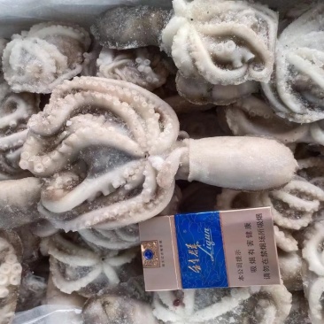 八爪鱼