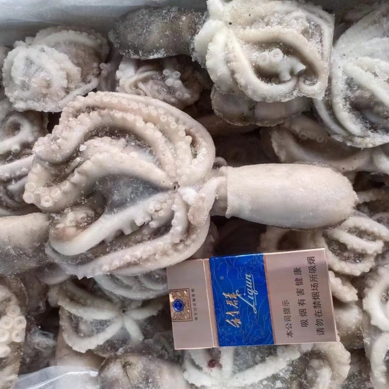 八爪鱼