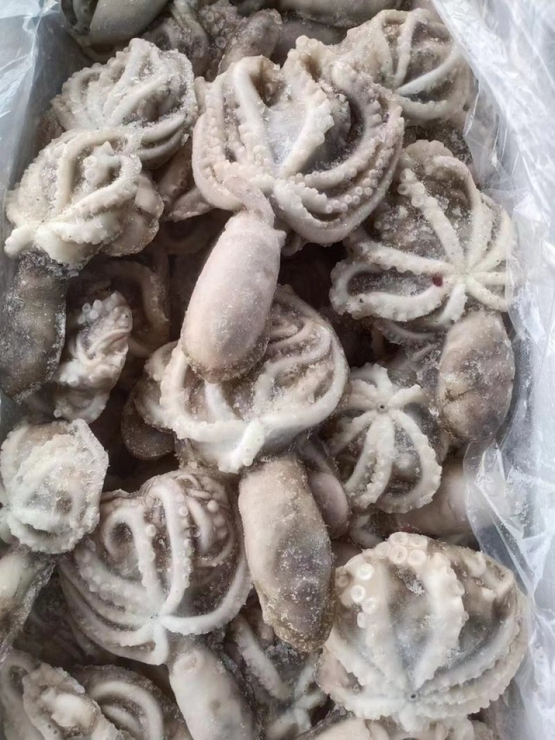 八爪鱼