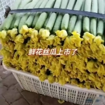 鲜花丝瓜