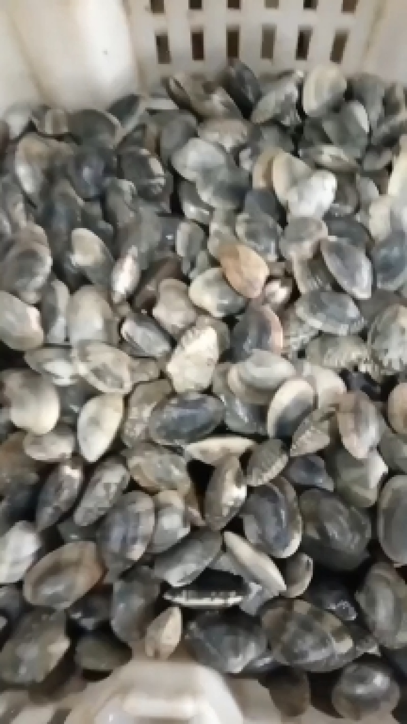 辽宁东港三禾水产，精品花蛤