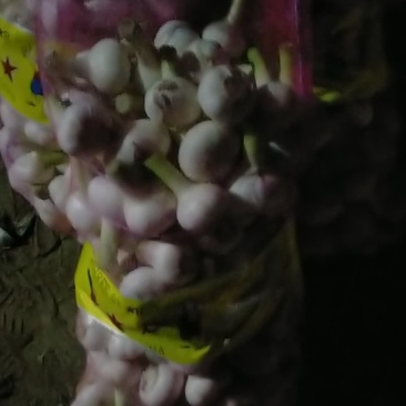 扒皮蒜