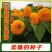 玩具熊向日葵种子观赏盆栽庭院种植耐花海景观花期长向日葵