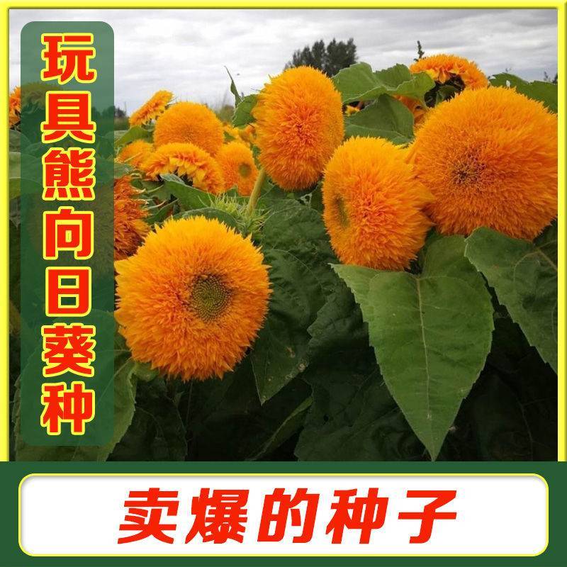 玩具熊向日葵种子观赏盆栽庭院种植耐花海景观花期长向日葵
