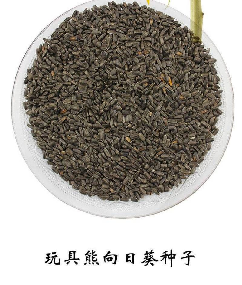 玩具熊向日葵种子观赏盆栽庭院种植耐花海景观花期长向日葵