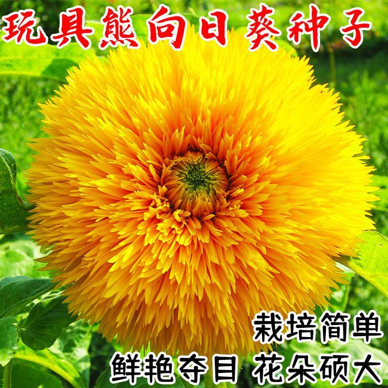 玩具熊向日葵种子观赏盆栽庭院种植耐花海景观花期长向日葵