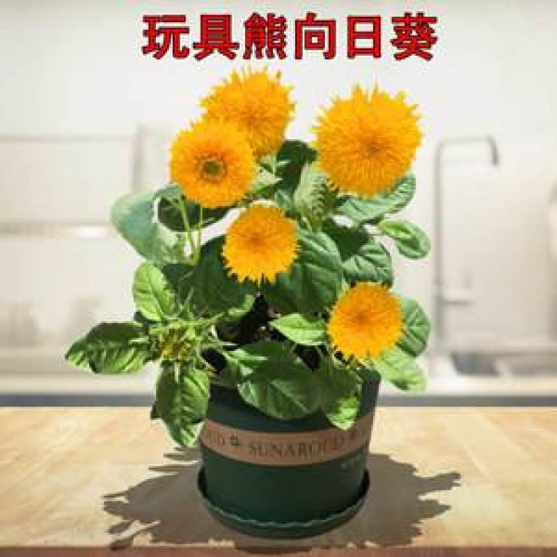 玩具熊向日葵种子观赏盆栽庭院种植耐花海景观花期长向日葵