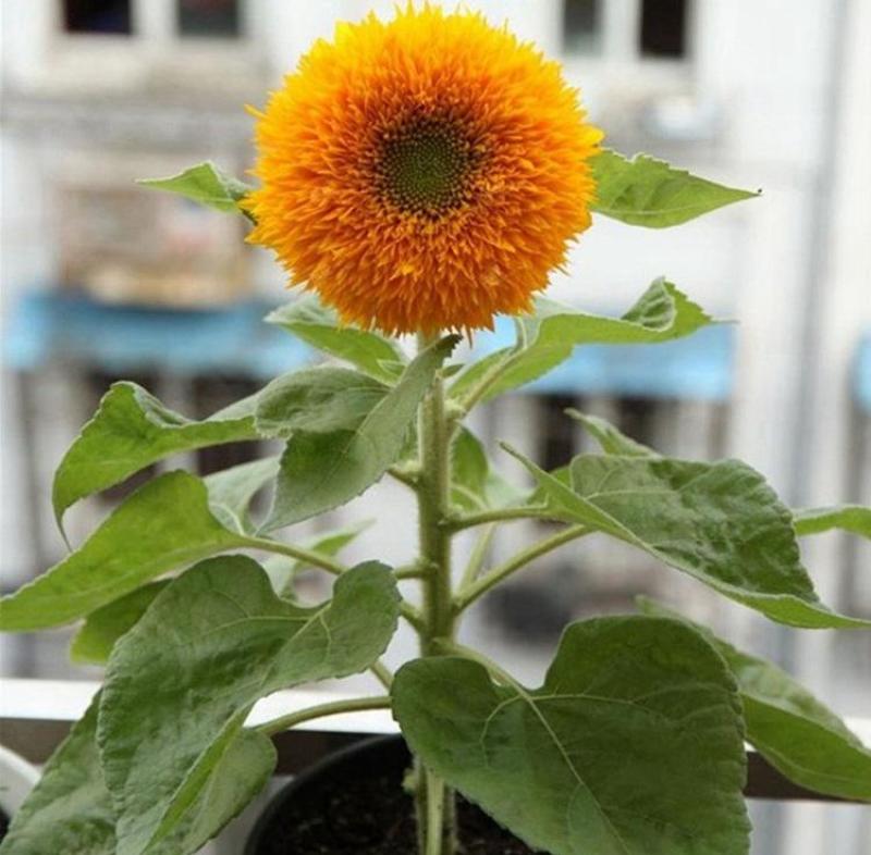 玩具熊向日葵种子观赏盆栽庭院种植耐花海景观花期长向日葵