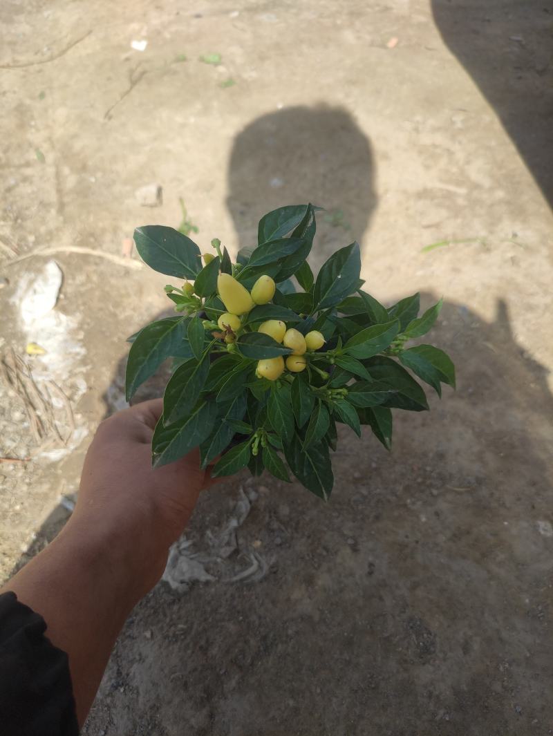五彩椒