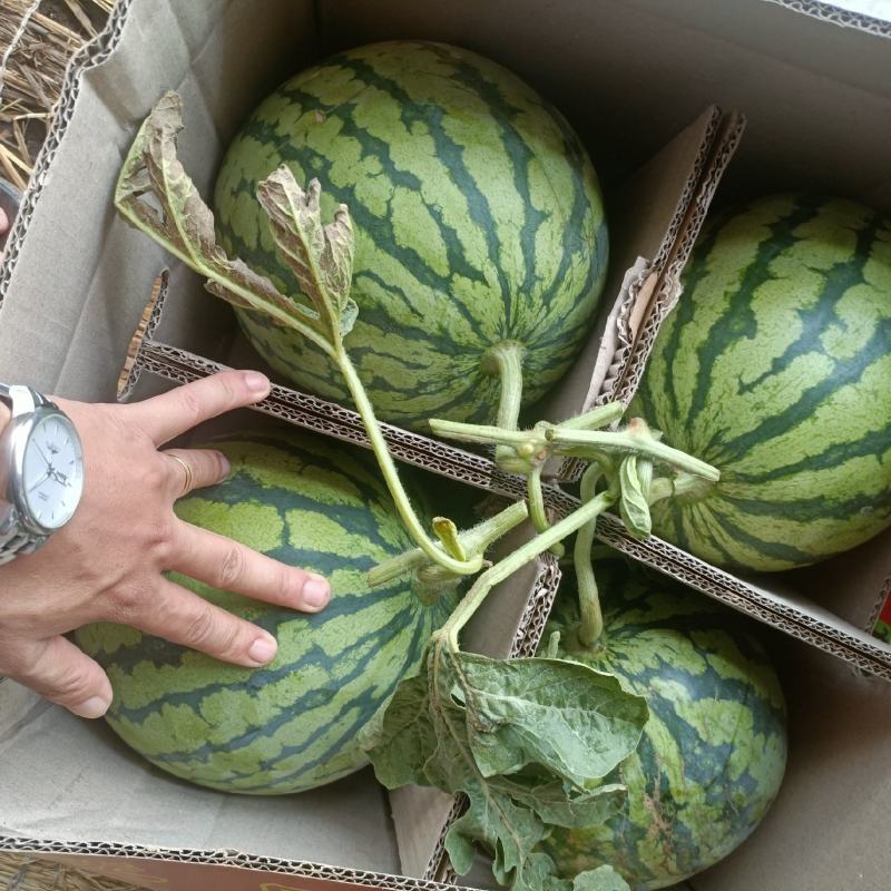 【热卖中】头茬，精品美都西瓜麒麟西瓜一手货源充足，质量保证