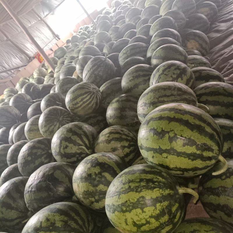 【热卖中】头茬，精品美都西瓜麒麟西瓜一手货源充足，质量保证