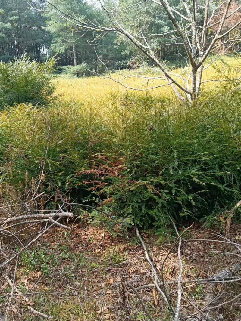 南方红豆杉，量多价更优，优品红豆杉树苗大量出售