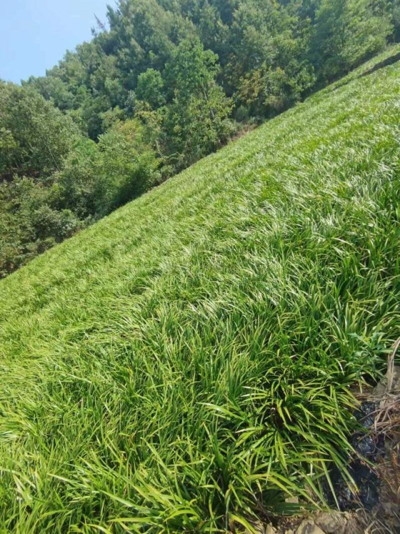 大别山石菖蒲苗