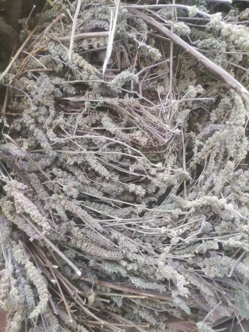 荆芥全科荆芥荆芥穗
