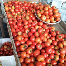 大红西红柿西红柿产地直发现摘现发番茄口感好支持视频
