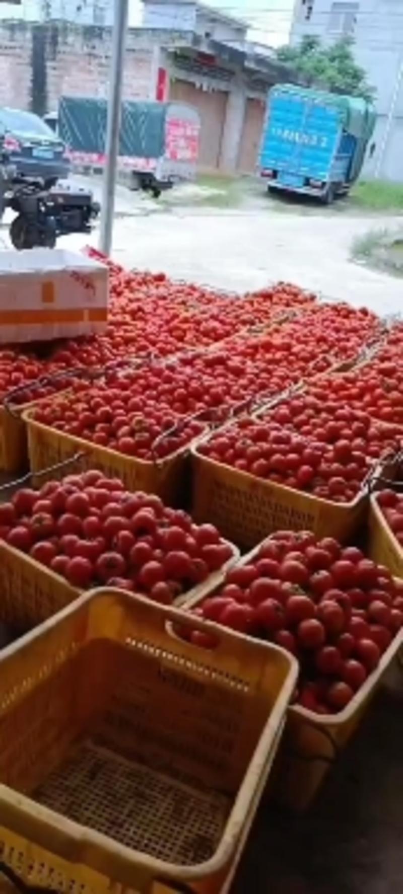 大红西红柿西红柿产地直发现摘现发番茄口感好支持视频看货