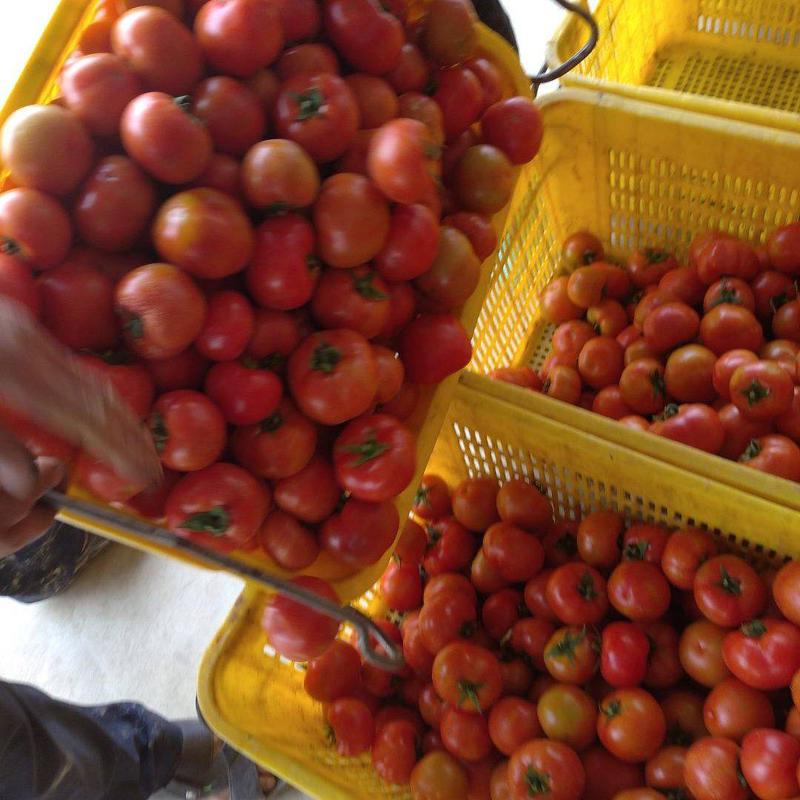 大红西红柿西红柿产地直发现摘现发番茄口感好支持视频看货