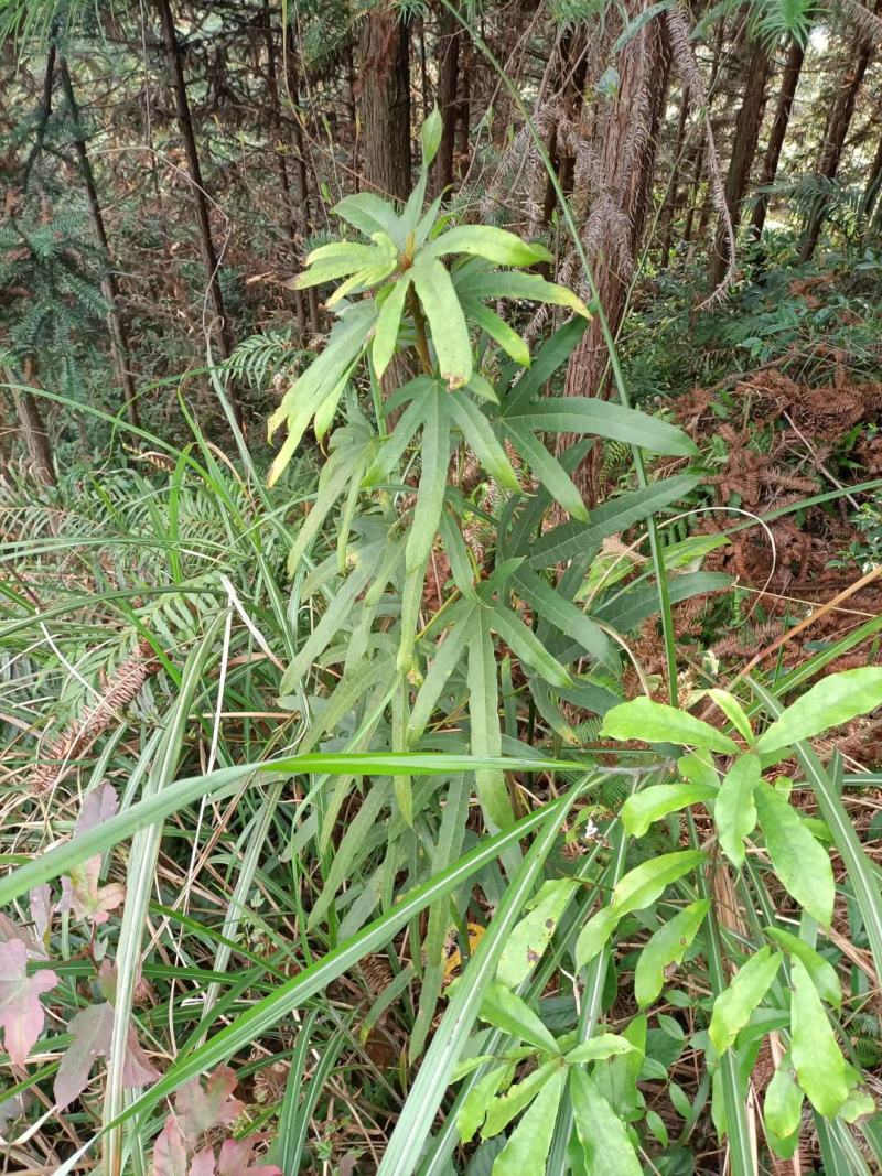 七指毛桃
