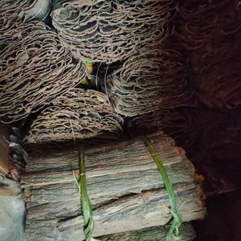秦巴山区杜仲板皮杜仲卷筒产地直供一手货源整车走货欢迎咨询