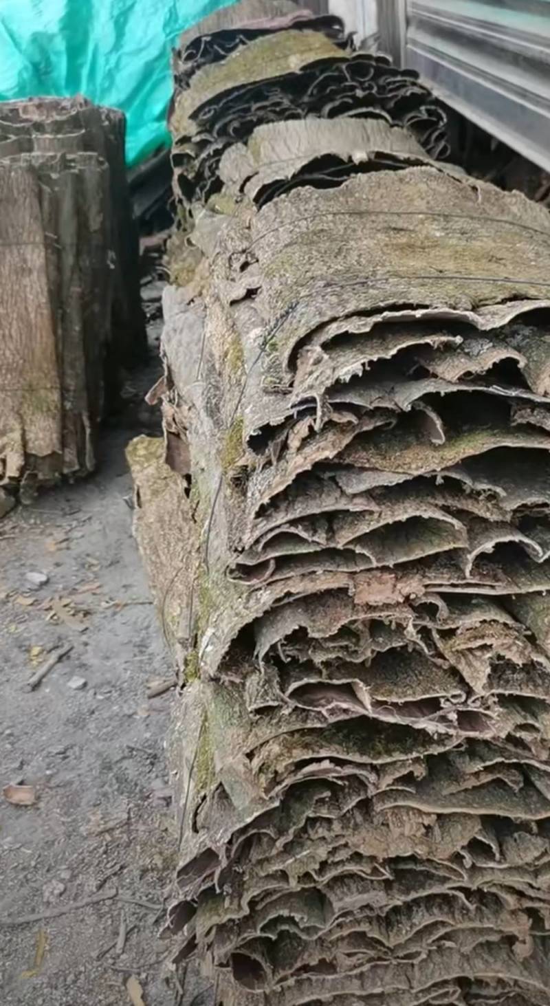 秦巴山区杜仲板皮杜仲卷筒产地直供一手货源整车走货欢迎咨询