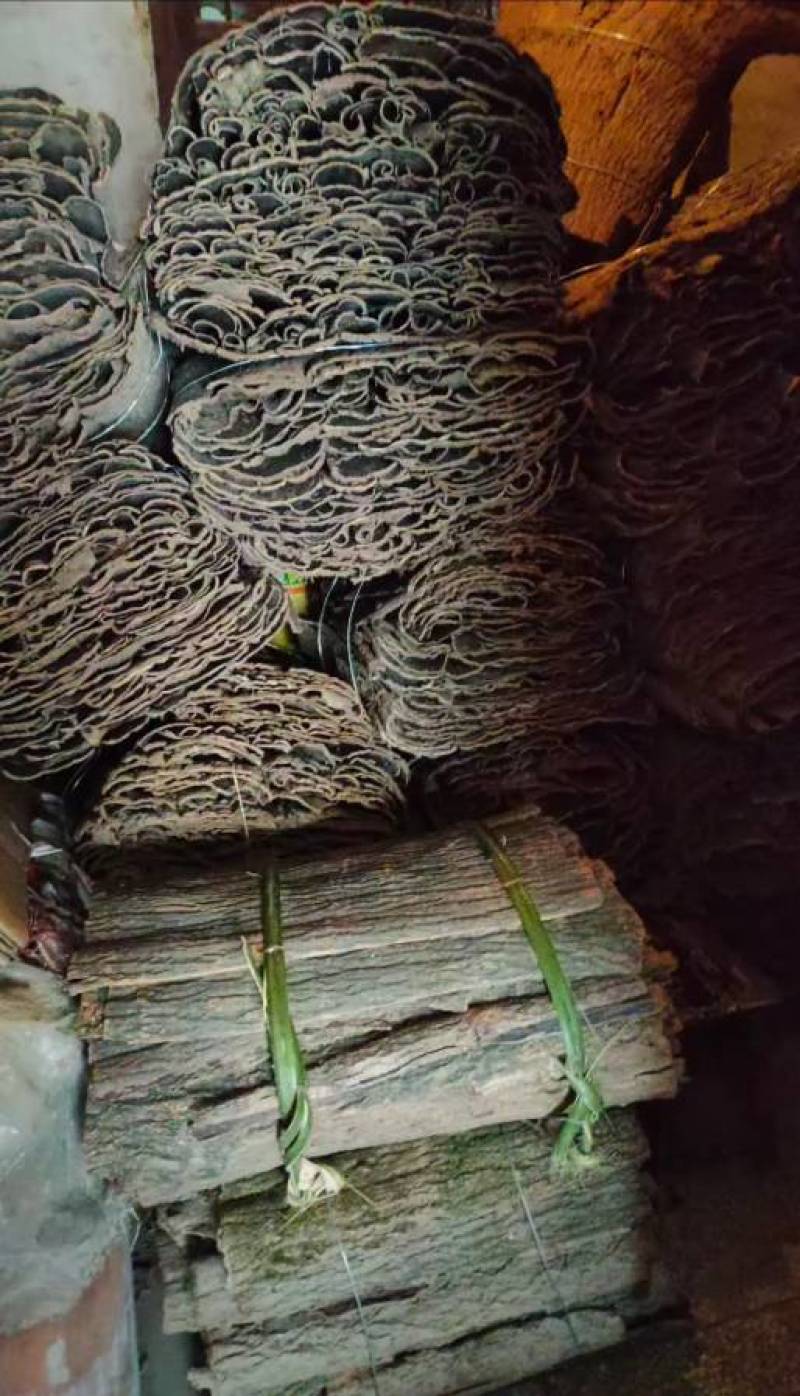 秦巴山区杜仲板皮杜仲卷筒产地直供一手货源整车走货欢迎咨询