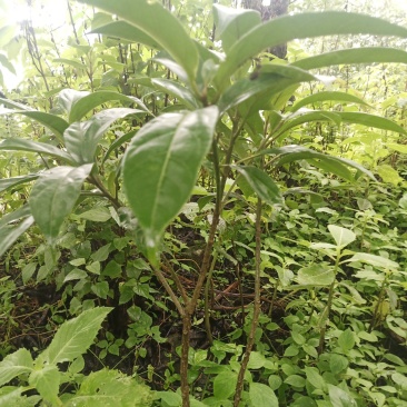 马比木小苗