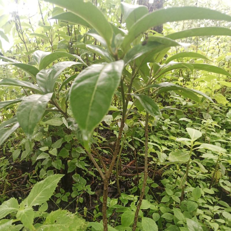 马比木小苗