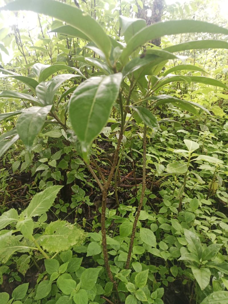 马比木小苗