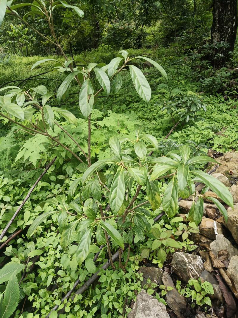 马比木小苗