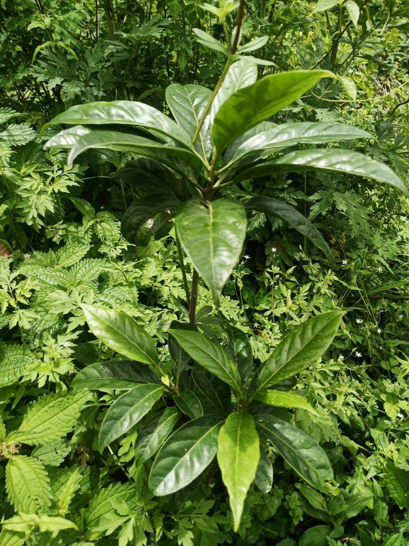马比木小苗