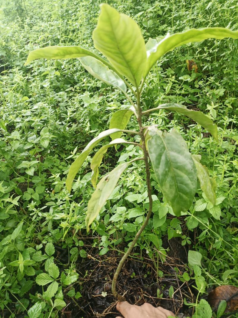马比木小苗