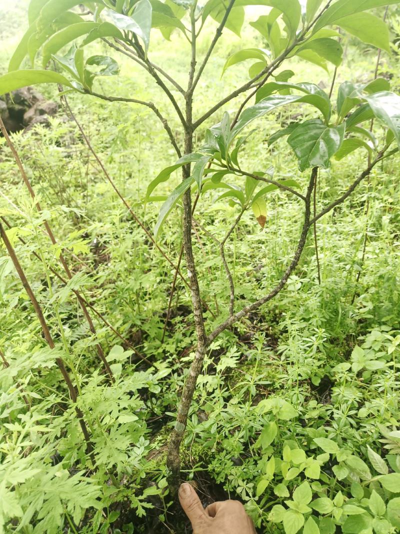 马比木小苗