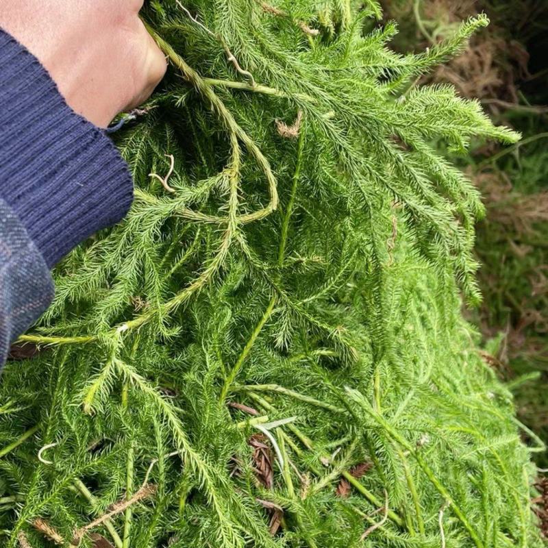 野生伸筋草新货中药材正品舒筋草狮子尾品质保证
