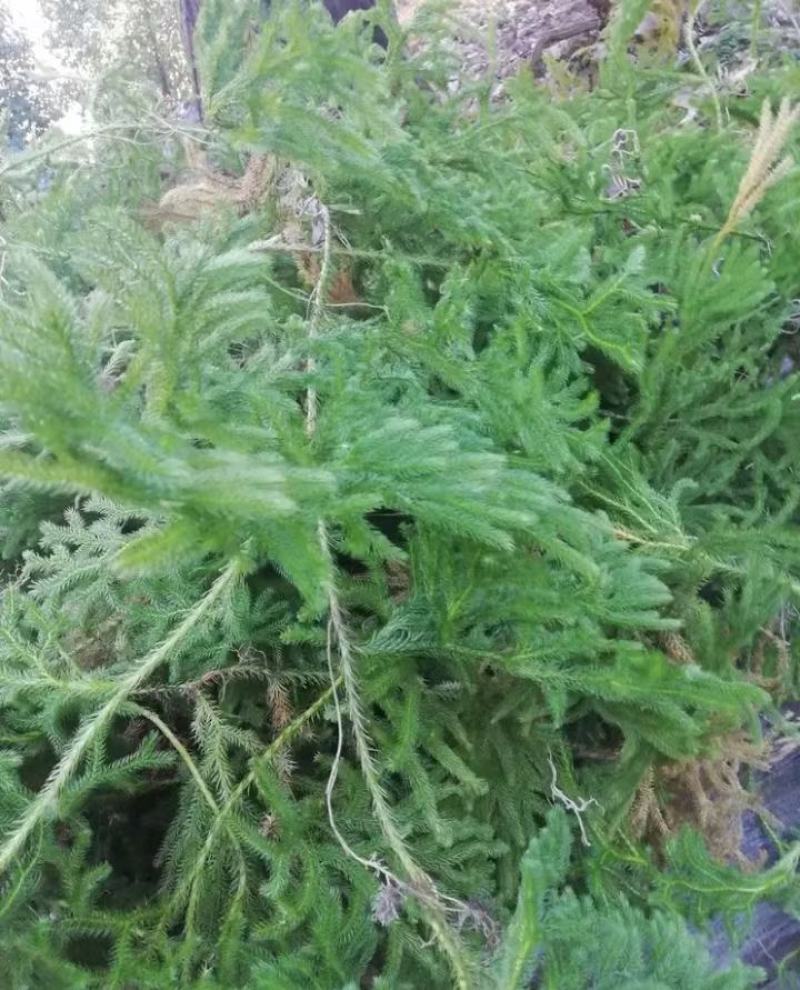 野生伸筋草新货中药材正品舒筋草狮子尾品质保证