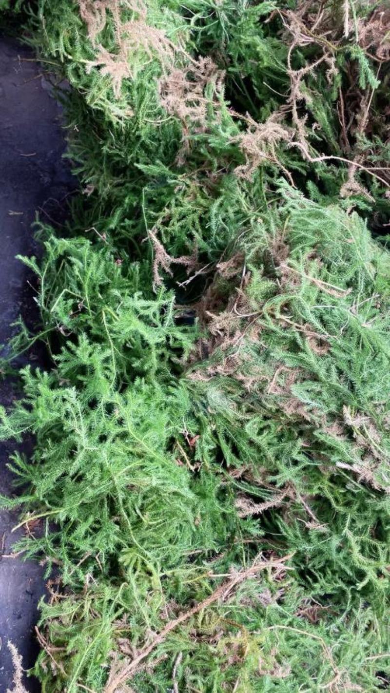 野生伸筋草新货中药材正品舒筋草狮子尾品质保证