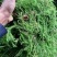 野生伸筋草新货中药材正品舒筋草狮子尾品质保证