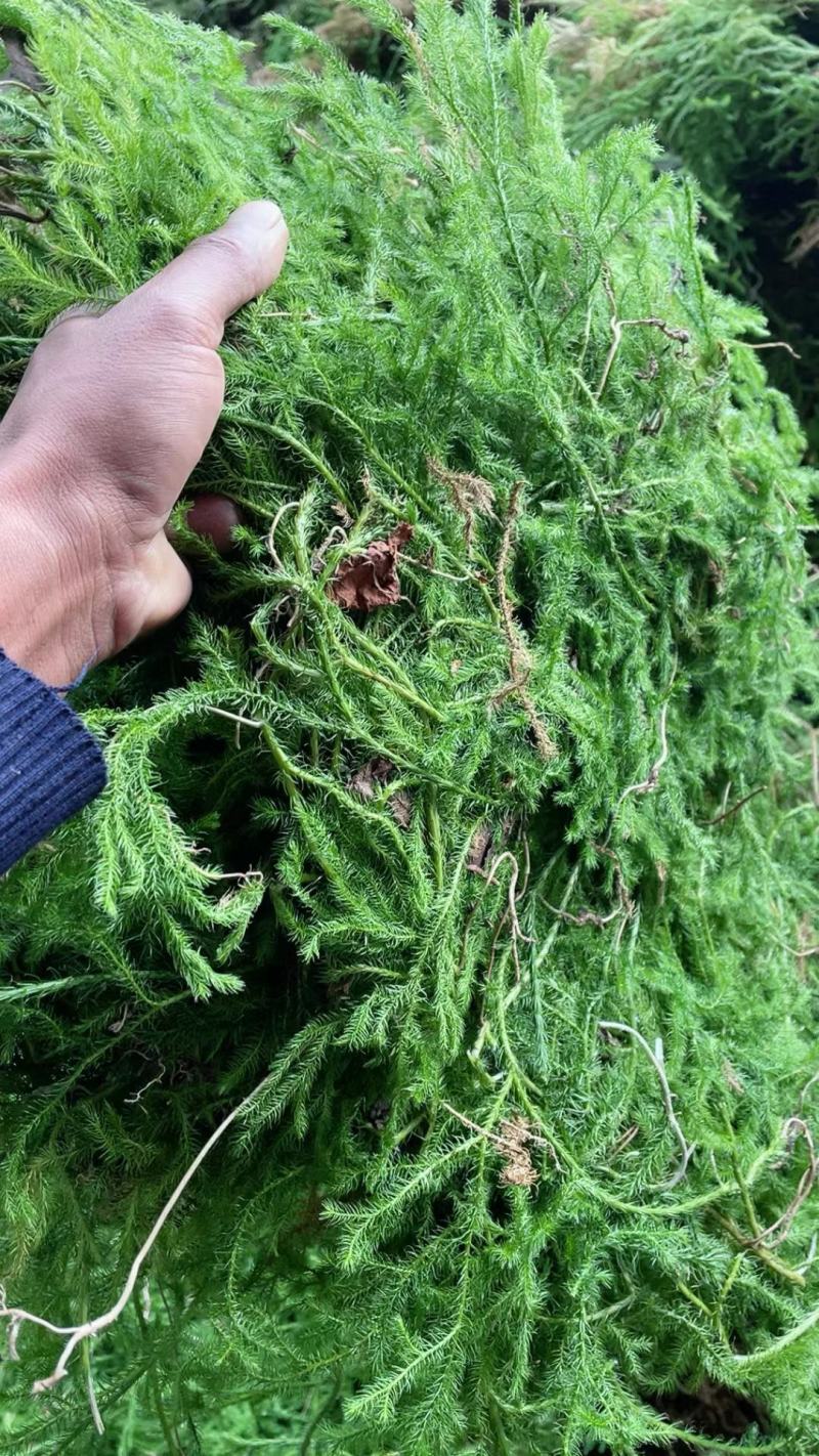 野生伸筋草新货中药材正品舒筋草狮子尾品质保证