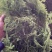 野生伸筋草新货中药材正品舒筋草狮子尾品质保证